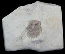 Spiny Kettneraspis Trilobite - Oklahoma #43792-2